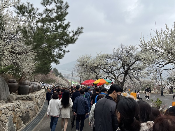지난해 3월 광양 매화축제장을 찾은 관광객 인파.
