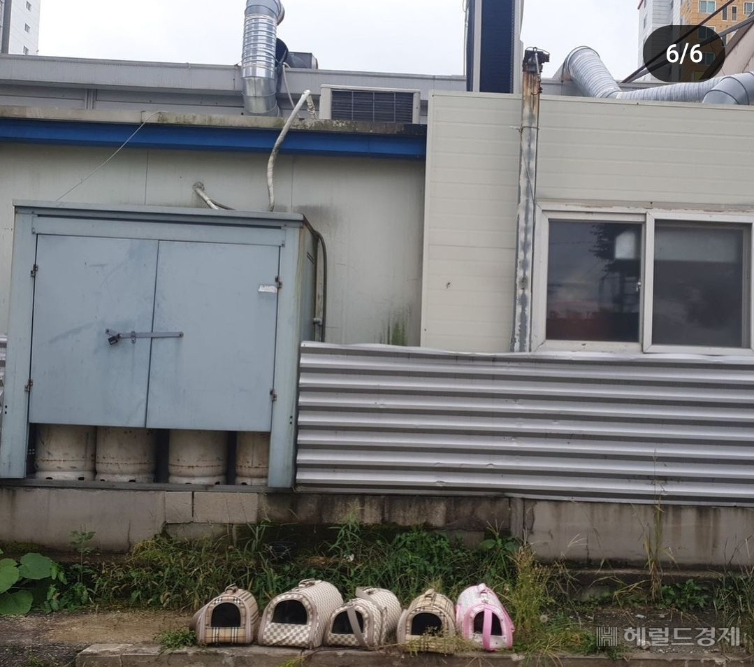대한민국에서 한해 11만마리의 유기동물이 발생하고 있다. 지난해 광주에서는 5마리의 개와 고양이가 한꺼번에 버려지는 사건이 발생하기도 했다. [독자제공]
