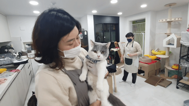 꿈꾸는 고냥이는 고양이를 사랑하는 선한 사람들의 봉사모임이다. 한달 운영비로 200만원의 적자가 나고 있지만 십시일반 회비를 모아 고양이들의 새삶을 지원하고 있다.