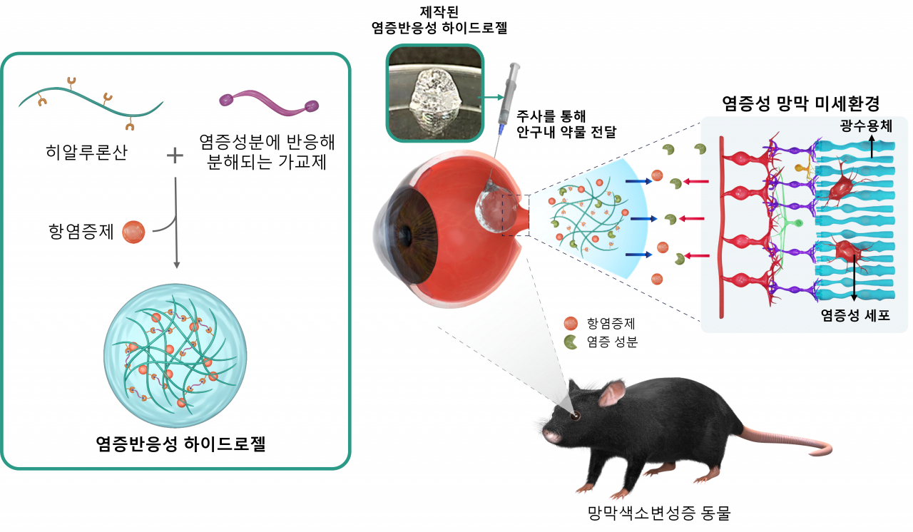 망막 퇴행을 억제하기 위한 염증 반응성 약물 개념도.[KIST 제공]