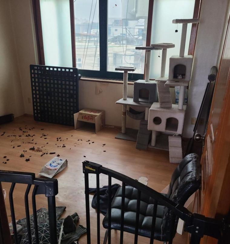 고양이 캣타워 옆에 배설물이 바닥에 깔려 있는 방의 모습. [온라인 커뮤니티 갈무리]