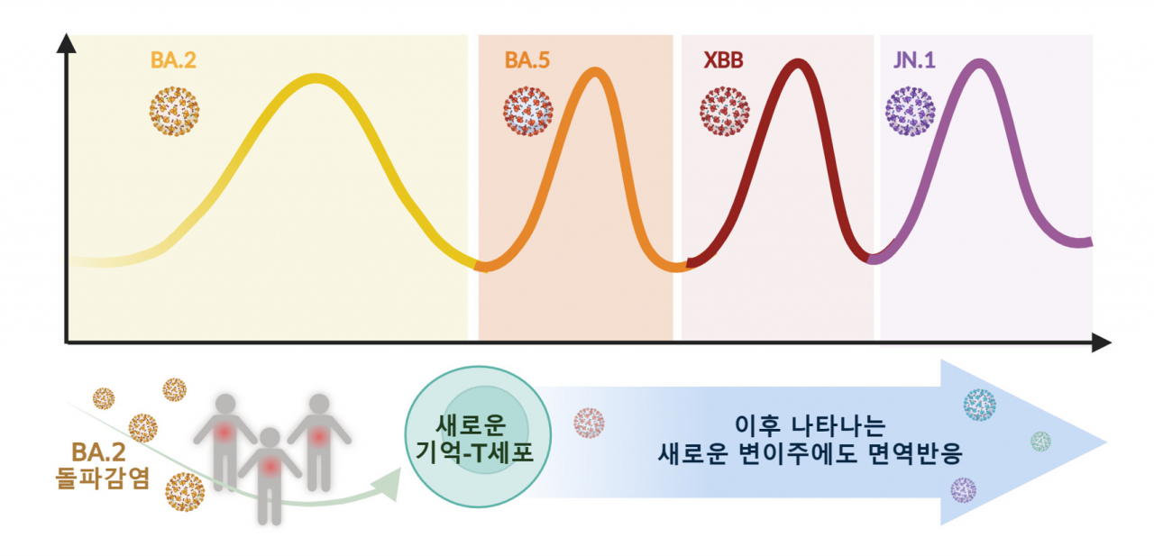 오미크론 돌파감염으로 형성된 기억-T세포의 새로운 변이주에 대한 면역반응.[IBS 제공]