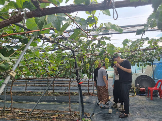 경북 경산 샤인머스캣 농가 [경산시 제공]