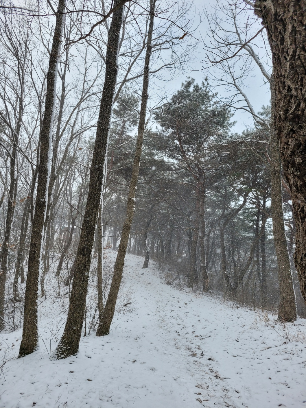23일 눈내리는 광주 무등산[황성철 기자]