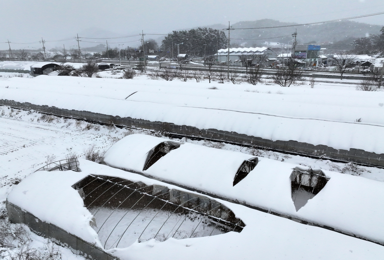 광주·전남 지역에 대설특보가 발효된 23일 나주 남평읍 평산리 비닐하우스에 흰 눈이 쌓여 있다.[연합]