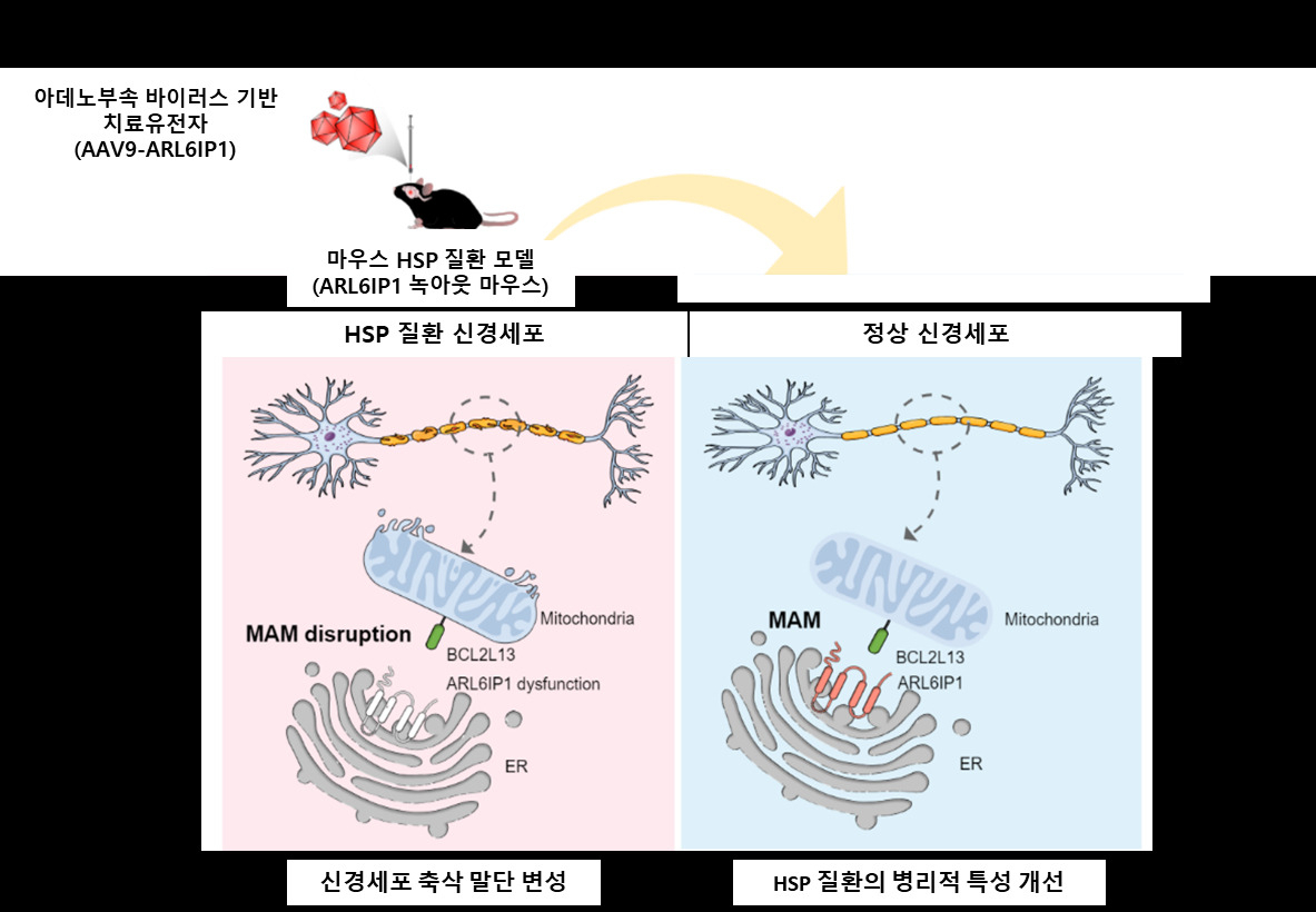 유전성 하지강직성 대마비 증후군의 원인 유전자인 ARL6IP1 유전자의 변이에 따른 병인 기전 규명 및 아데노부속 바이러스 기반 유전자 치료제 치료효능 검증 모식도.[한국생명공학연구원 제공]
