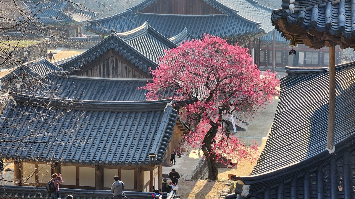 Red plum blossoms at Hwaeomsa. (Hwaeomsa)