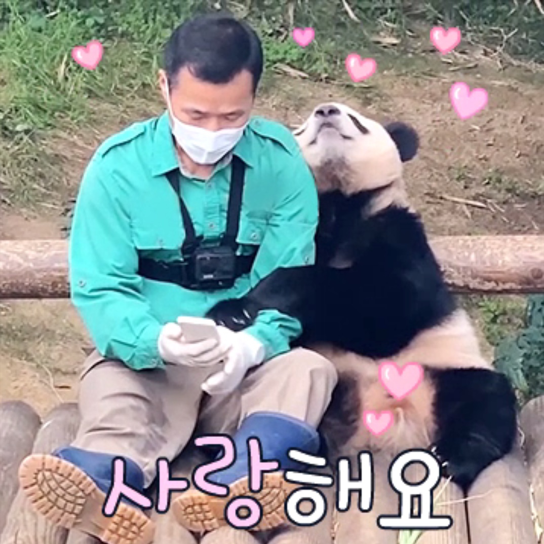 강철원과 푸바오 조손 사랑