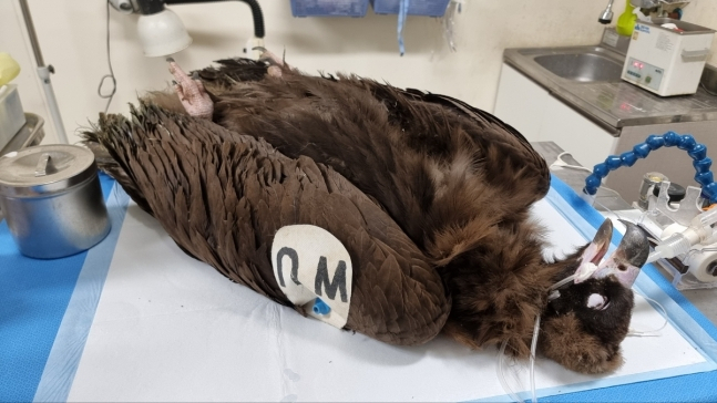 광양서 발견된 대머리수리 [전남야생동물구조관리센터]