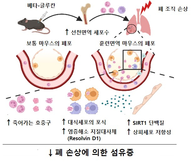베타-글루칸에 의한 훈련면역이 마우스의 폐 섬유화를 완화시키는 기전.[울산의대 제공]