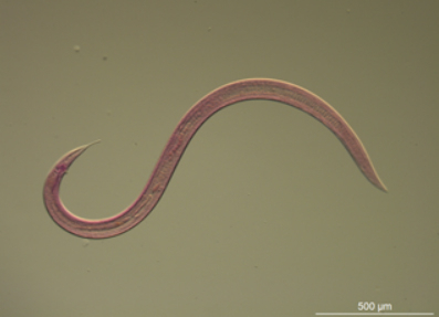 파라메손키움류(Paramesonchium sp.) [해양수산부]