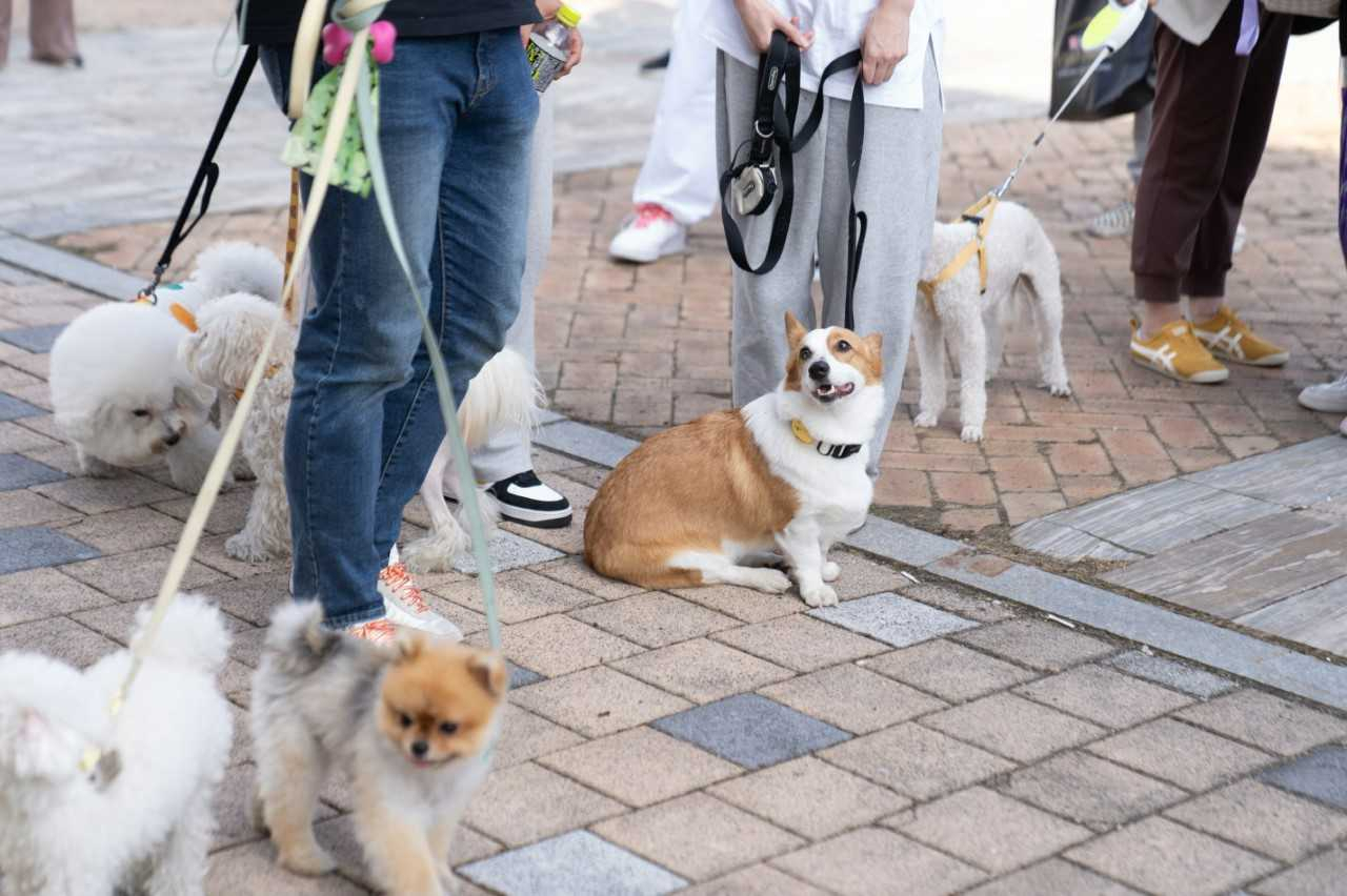 광주 반려동물 친화도시 조성