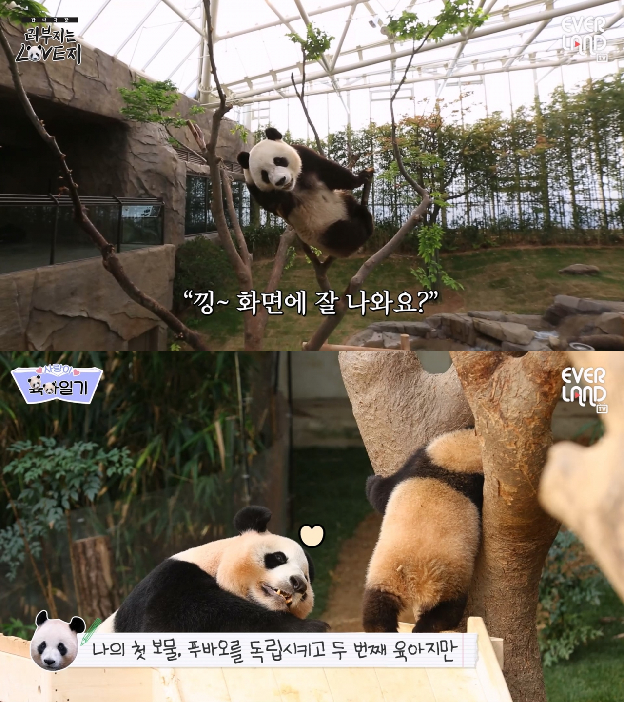 에버랜드 엄마·아빠 판다 영상 캡쳐 [에버랜드 제공]