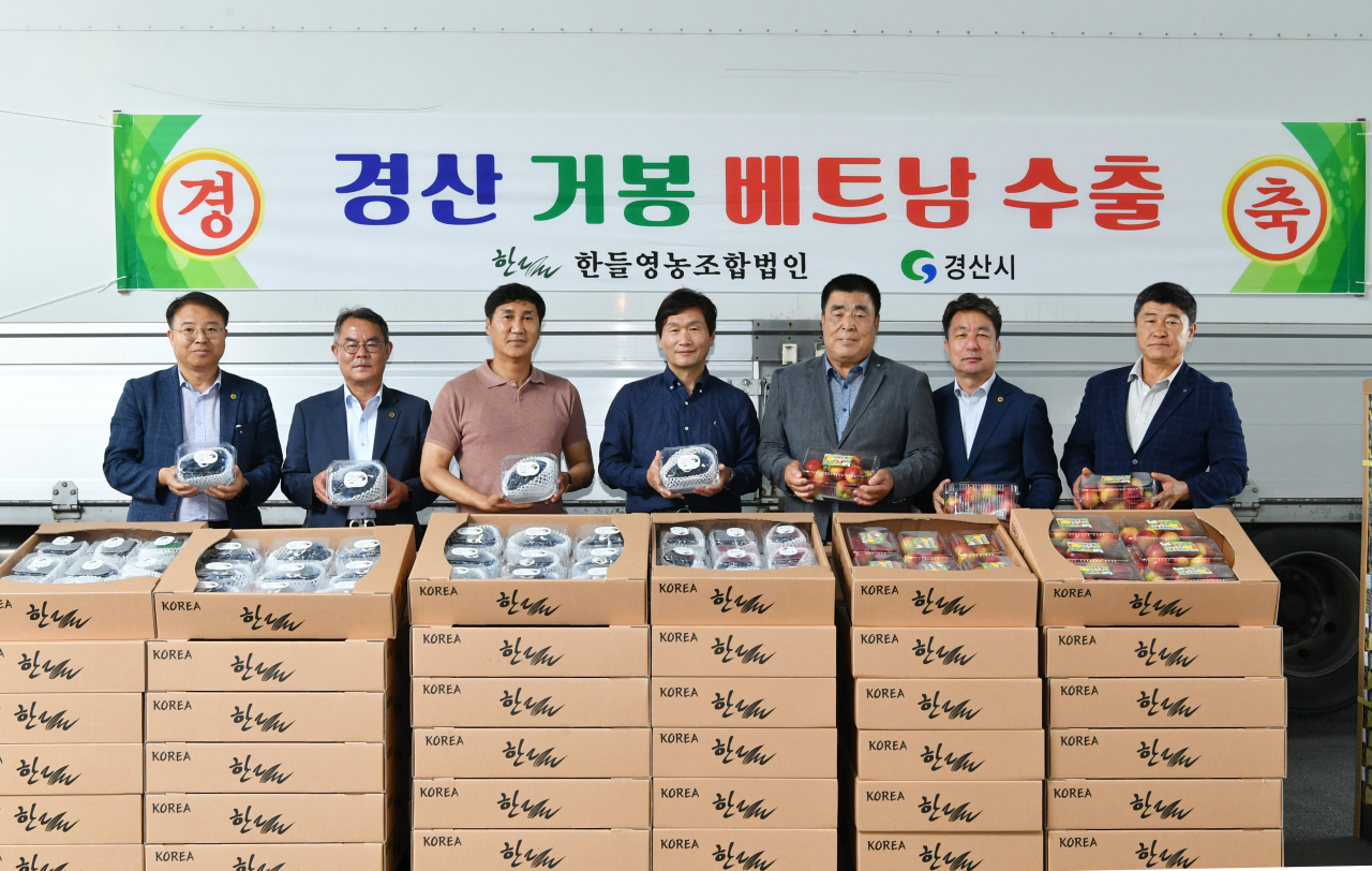 2023년 경산 거봉포도를 베트남에 수출하는 모습.[경산시 제공]