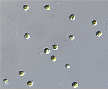 클로렐라 소로키니아나는 녹조류(Chlorophyta)에 속하는 단세포 미세조류로, 강, 호수, 연못 등 주로 담수에서 발견된다. 높은 영양가와 다양한 비타민, 미네랄, 항산화 물질, 단백질, 오메가-3지방산 등을 함유하고 있으며, 최근 간암 세포 성장과 전이를 막는 것으로 확인됐다.[국립낙동강생물자원과 제공]