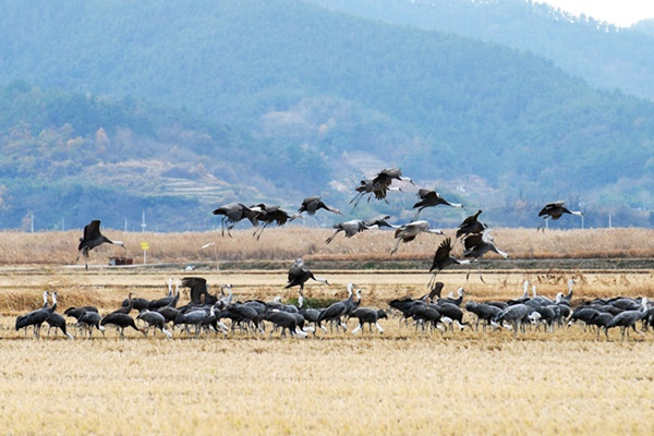 순천만 농경지를 찾은 흑두루미떼 자료 사진. [순천시 제공]