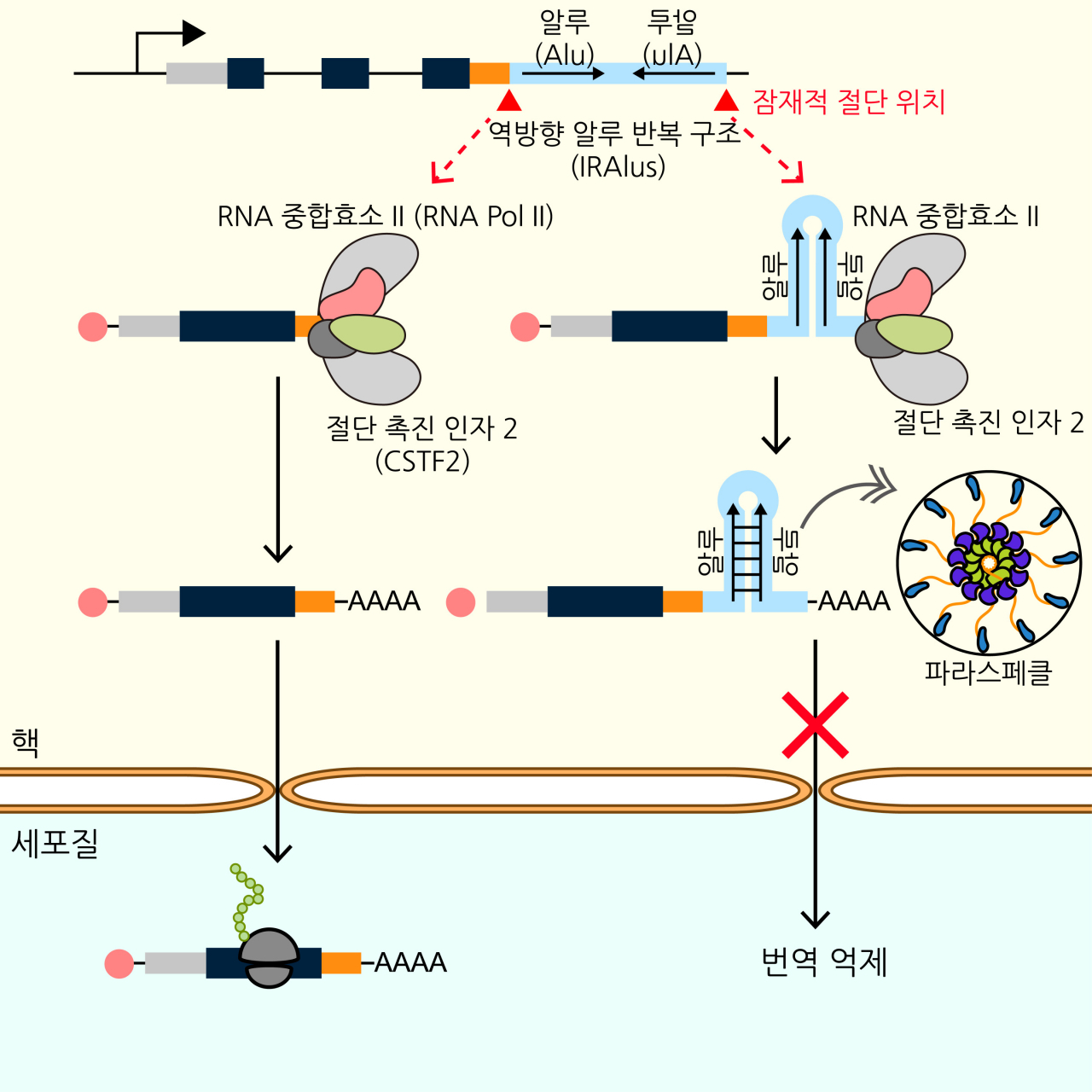 역방향 알루 반복 구조(IRAlus)로 인한 유전자 발현 조절 기전 모식도.[KAIST 제공]