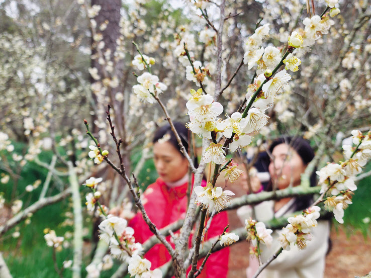 한림공원 매화