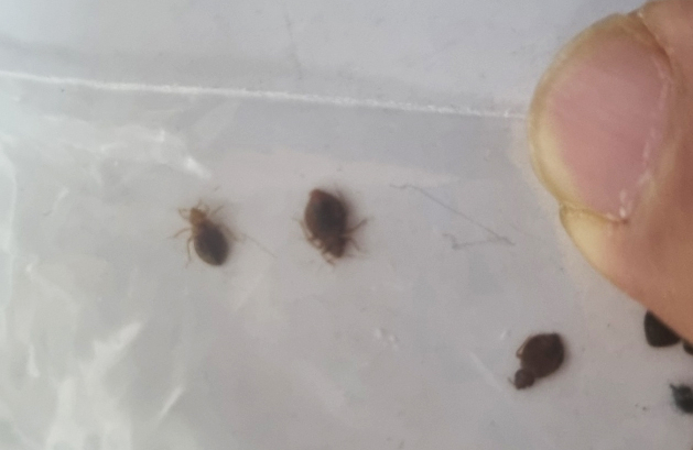 제주에서 발견된 빈대. [제주도 제공]