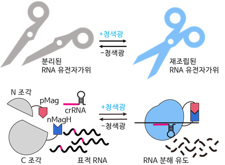 청색광에 의해 활성화되는 유전자가위 시스템 모식도.[KAIST 제공]