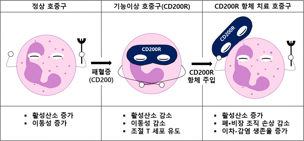 패혈증 모델에서 증가한 기능이상 호중구와 이를 타겟으로 한 치료효과 [성균관대 제공]