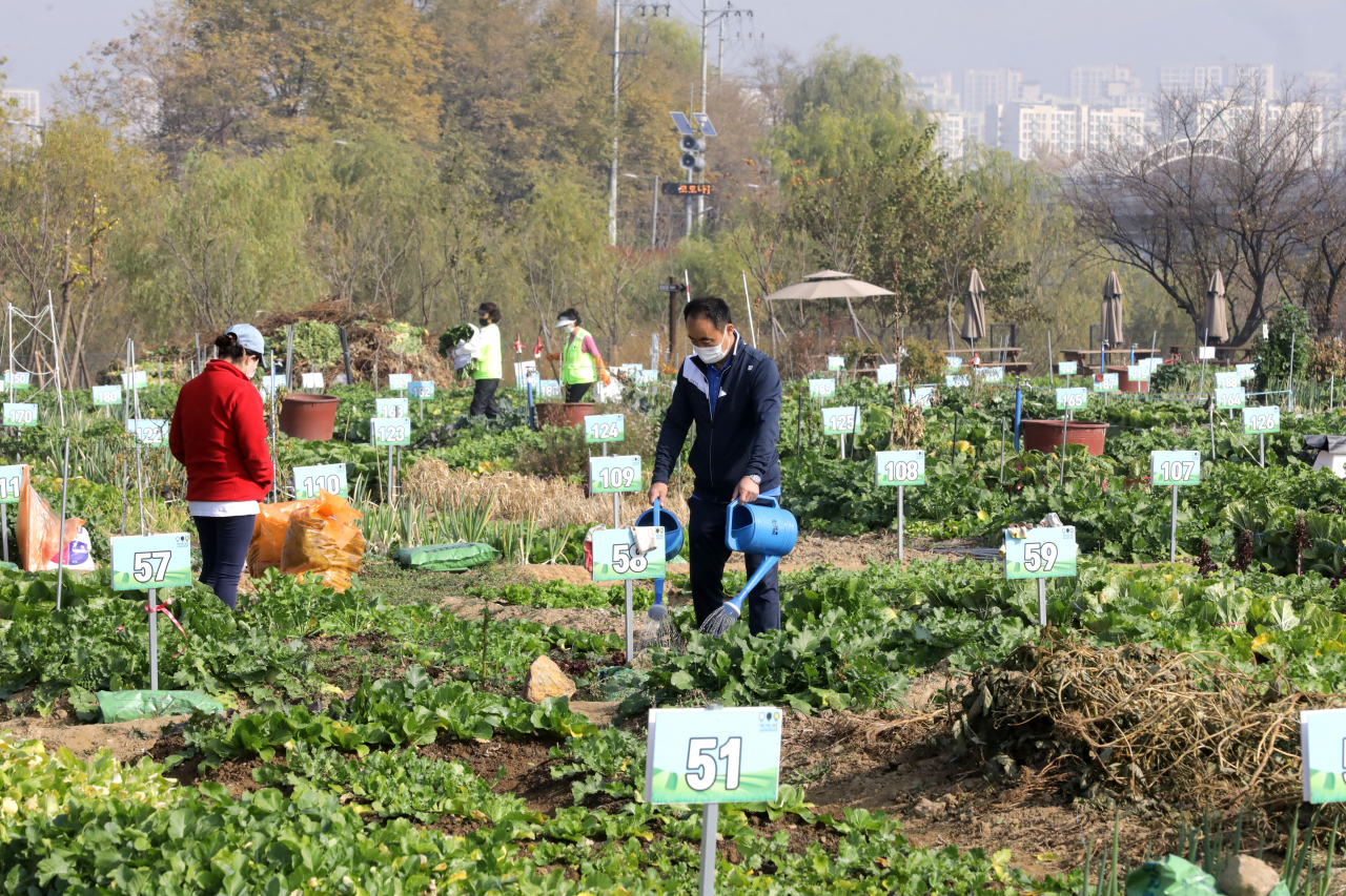 서울 강남구는 세곡천 힐링텃밭 540구획을 오는 22일까지 구민들에게 분양한다고 13일 밝혔다. 사진은 텃밭 경작 장면.[강남구 제공]