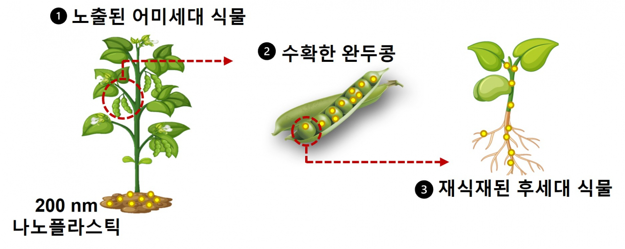 토양 내 나노플라스틱이 식물에 노출되면, 뿌리와 줄기를 통해 열매까지 도달할 수 있다. 열매가 다시 토양에 심어지는 경우, 나노플라스틱이 식물의 뿌리와 줄기 등으로 이동하여 토양환경으로 배출될 수 있다.[건국대학교 제공]