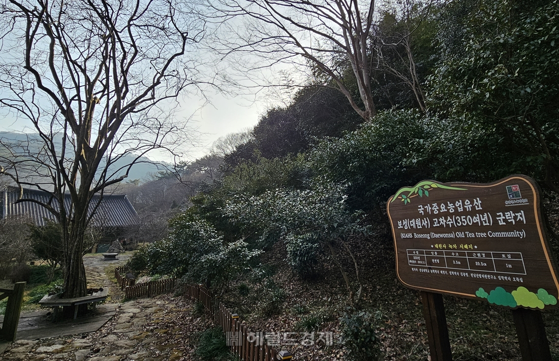 절 뒤편에 펼쳐진 녹차밭