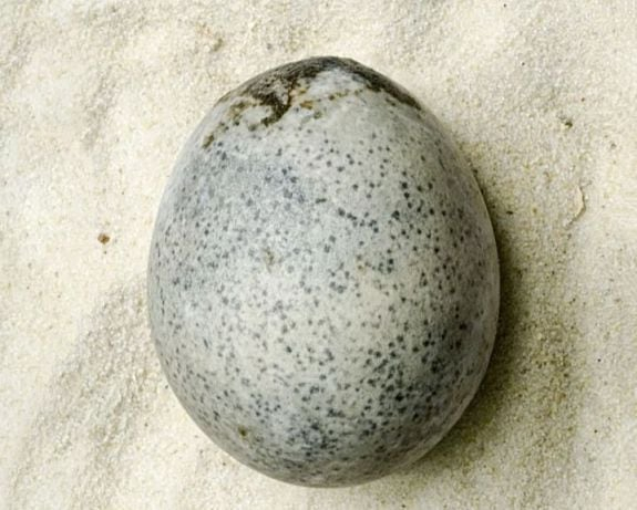 영국 잉글랜드 남부 에일즈베리에서 발견된 고대 로마 시대 달걀. [옥스퍼드대학교 홈페이지]