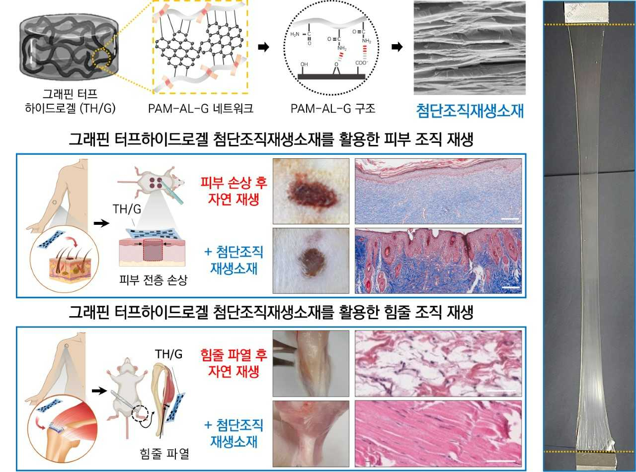 전남대-美 일리노이대 공동연구팀, 피부‧힘줄 재생 첨단소재 개발