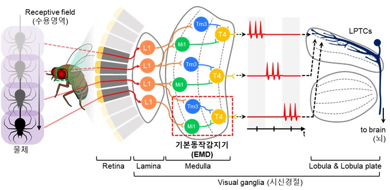 곤충의 생물학적 시신경계에서 기인한 기본 동작 인식 과정.[KAIST 제공]
