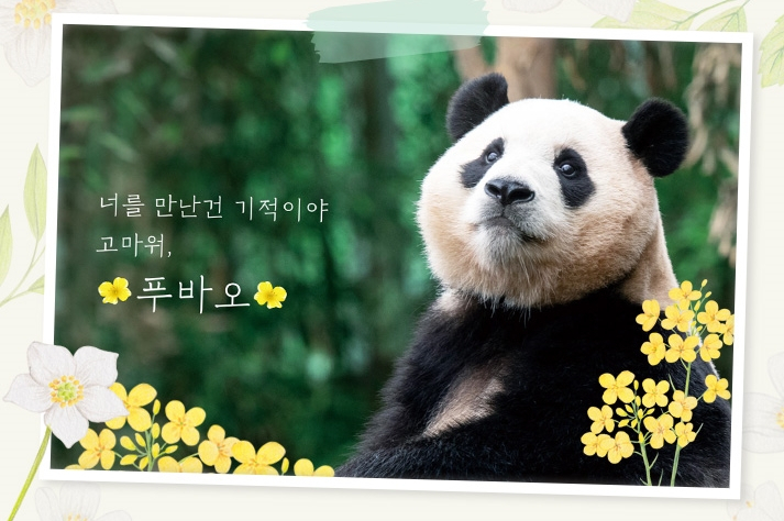 에버랜드 홈페이지에 공지된 푸바오 응원 이미지. [삼성물산 제공]