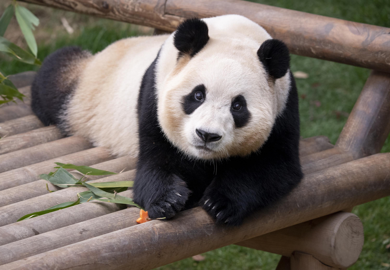 Giant panda Fu Bao (Everland)