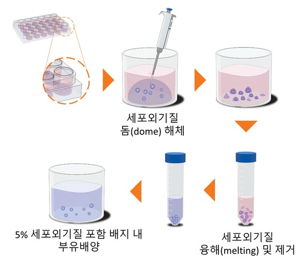 개발한 간 오가노이드 부유 배양법.[한국표준과학연구원 제공]