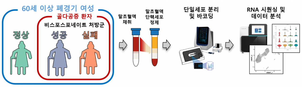 60세 이상 폐경기 여성을 대상으로, 정상인과 골다공증 환자 및 비스포스포네이트 치료 성공과 실패 그룹을 분류하여 말초 혈액에 존재하는 면역세포를 단일세포 전사체 분석을 수행했다.[KBSI 제공]