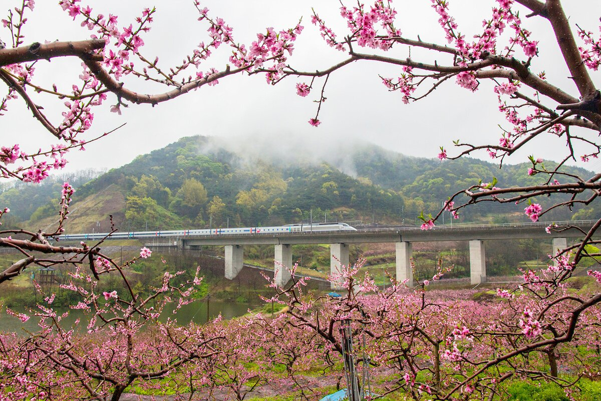 기차와 복사꽃 [코레일 제공]