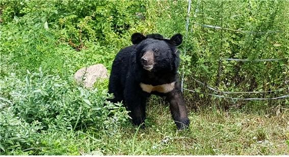 Bear with us: Conservation success story or public hazard?