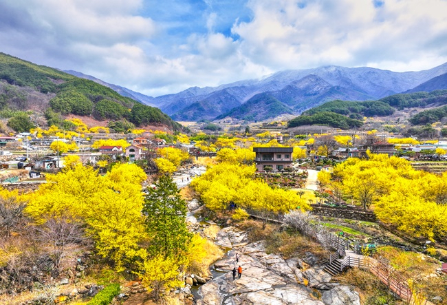 구례군 산동면 산수유밭 풍경. [구례군 제공]