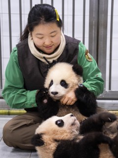 How ‘panda aunt’ almost did not fall for cub‘s charms