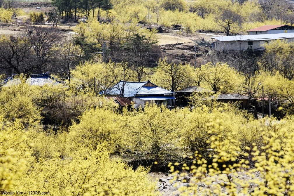 구례산수유축제가 3월을 연다