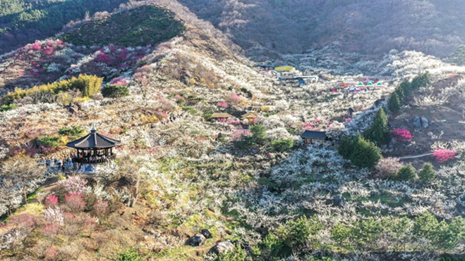 지난해 3월 중순 광양 매화 축제 자료 사진.