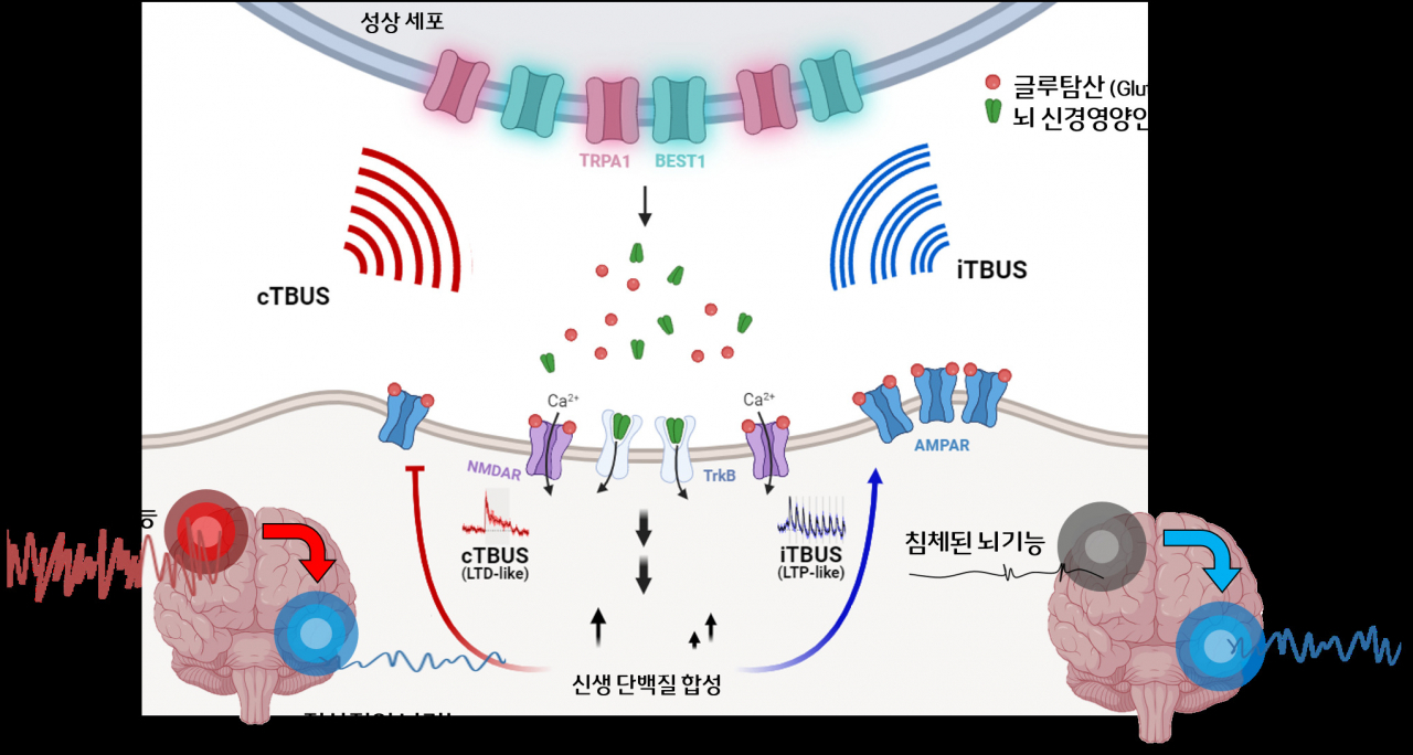 초음파 자극에 의한 신경조절 기전 모식도.[IBS 제공]