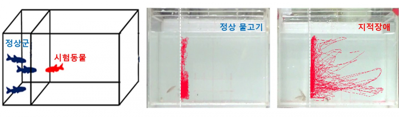 발달장애, 지적장애, 자폐증 모델동물의 사회성 행동실험.[한국연구재단 제공]