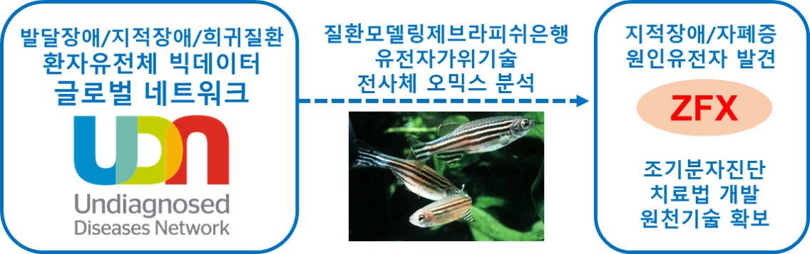 희귀질환 국제협력연구를 통한 발달장애/지적장애/자폐증 원인유전자 발견 모식도.[한국연구재단 제공]
