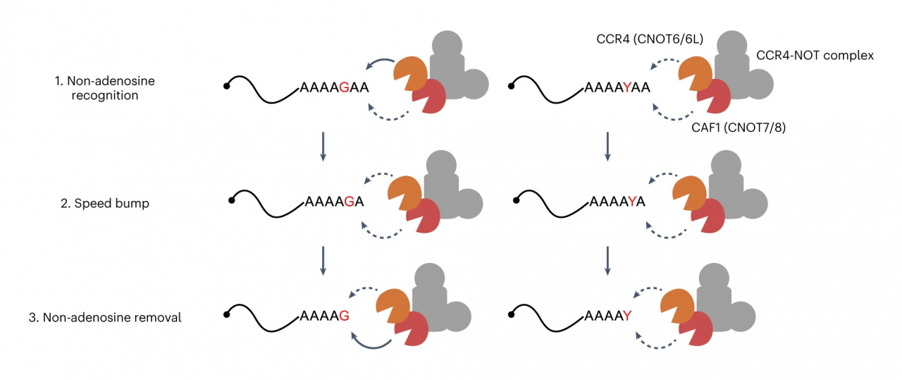 mRNA 혼합 꼬리에 관한 새로운 분해 기전 모식도.[IBS 제공]