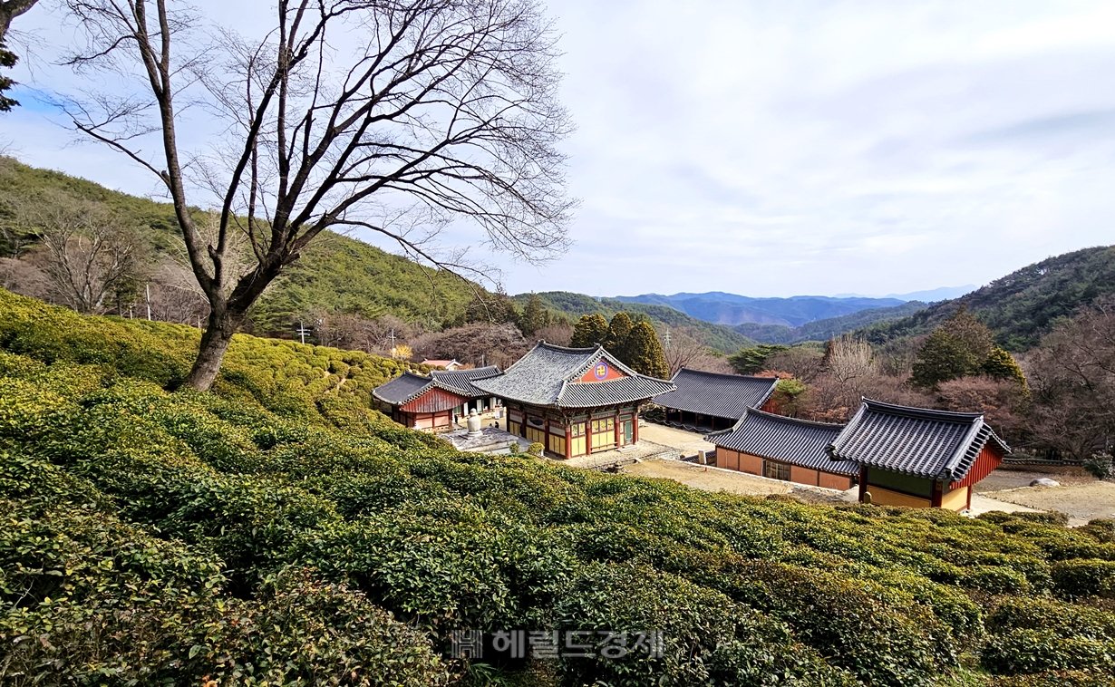 사천 봉명산 자락에 자리잡은 다솔사 풍경. 뒤에서 보면 푸른 차밭에 둘러싸여 있다. 긴 역사를 자랑하는 천년고찰이다.