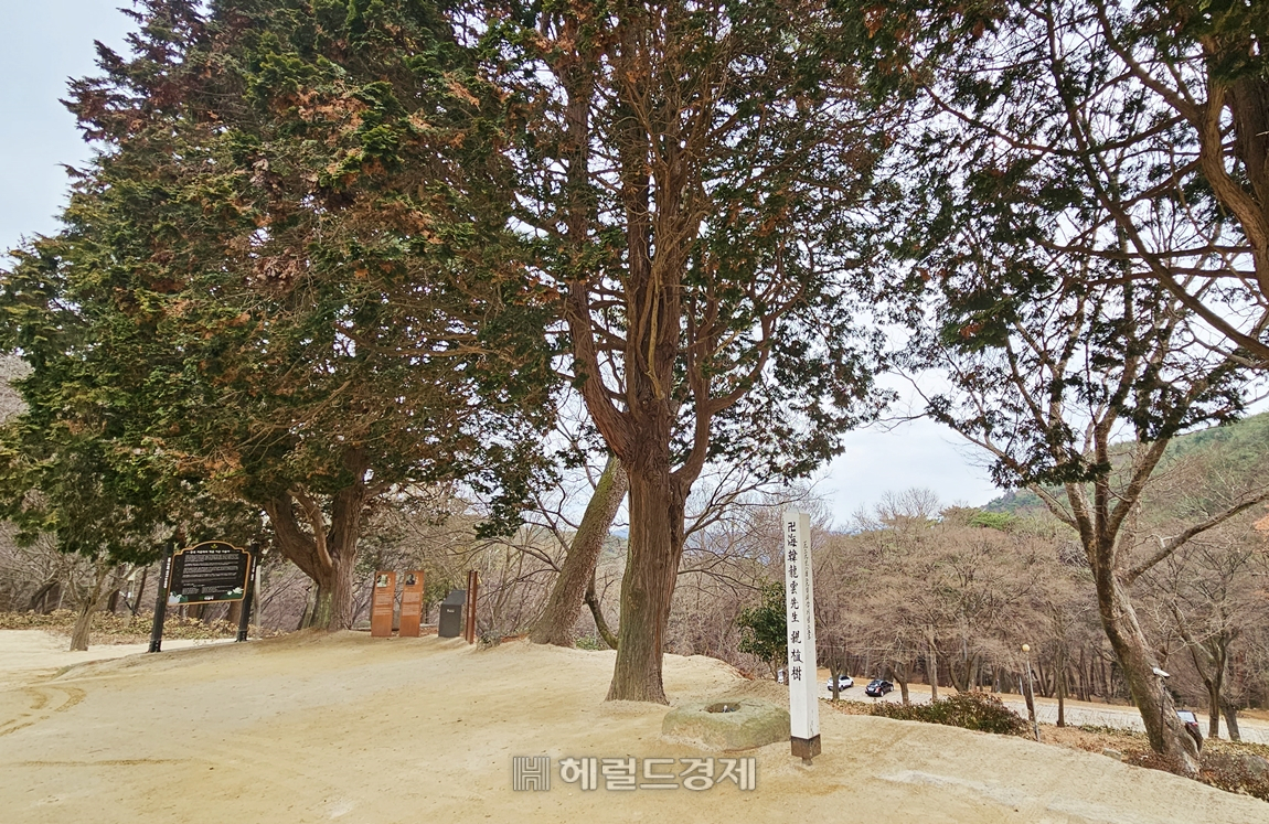 안심료 앞마당엔 만해의 회갑을 기념해 심은 편백나무가 우뚝 서 있다.