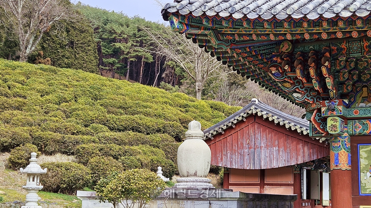 절 뒤편 산비탈을 따라 녹차밭이 펼쳐진다.