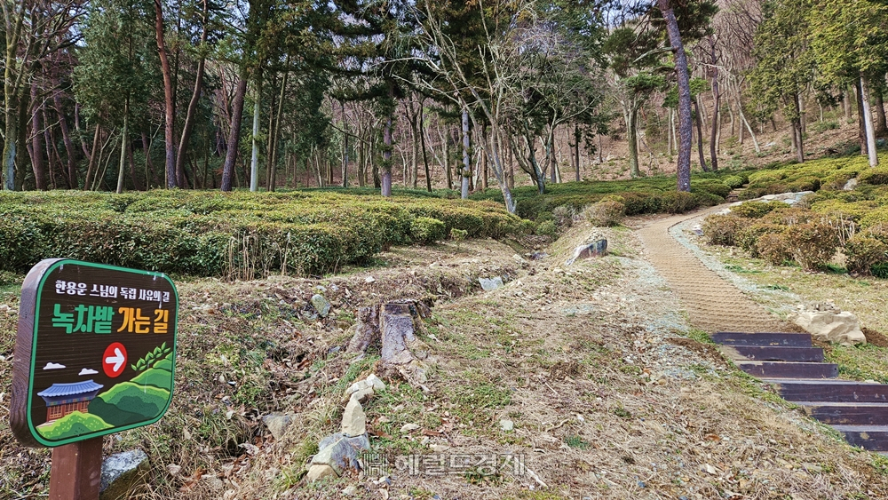 녹차밭에는산책로가 잘 정비되어 있다.