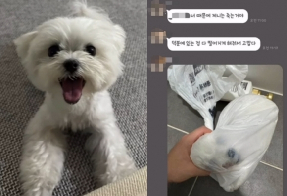 '학대견을 돕는 사람들의 모임' SNS